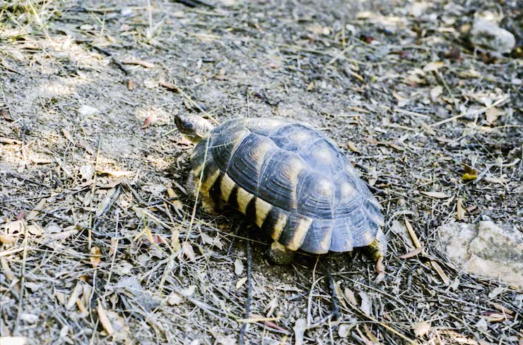 Tortoise, Athens