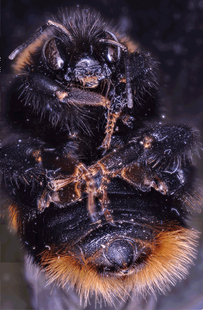 Bee Mosaic