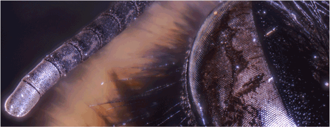 Bee Closeup